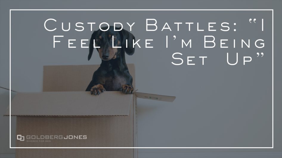 Custody Battle small dog in box